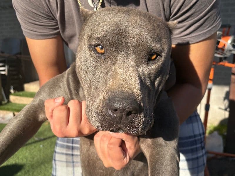 American PitBull Terrier 4 years old male medium named Denahi for breeding in Dallas County, Texas | Petmeetly