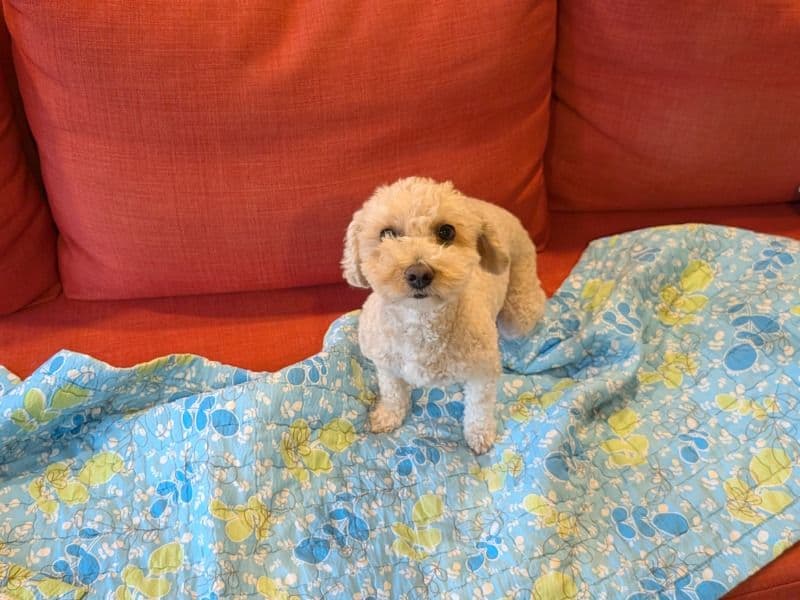 Bichon Frise 3 years 5 months old female small named Ruby for breeding in Regional Municipality of York, Ontario | Petmeetly