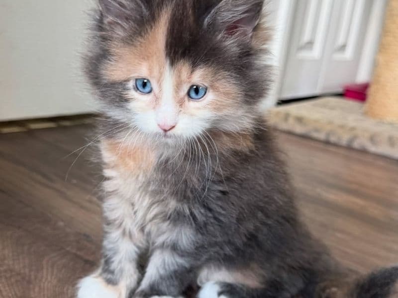 Luna - Maine Coon | Petmeetly