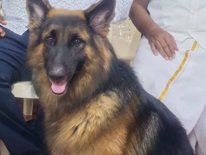 German Shepherd 2 years 4 months old male large named Rolex for breeding in Chennai, Tamil Nadu | Petmeetly