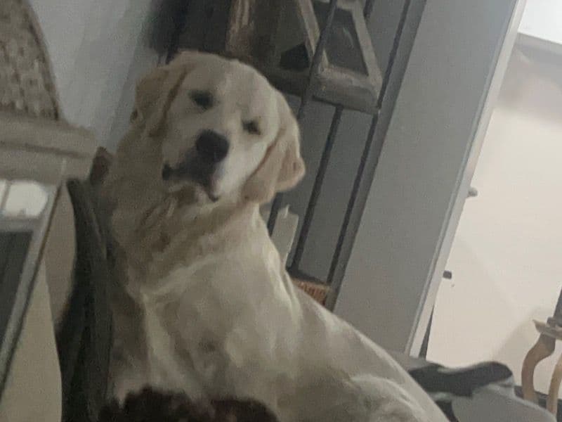 English Cream Retriever 1 year 2 months old male large named Buddy for breeding in Monmouth County, New Jersey | Petmeetly