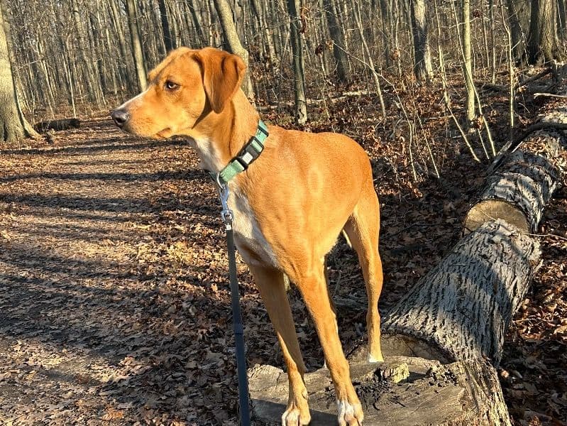 Treeing Walker Coonhound 4 years 4 months old female medium named Daisy for breeding in Essex County, Ontario | Petmeetly