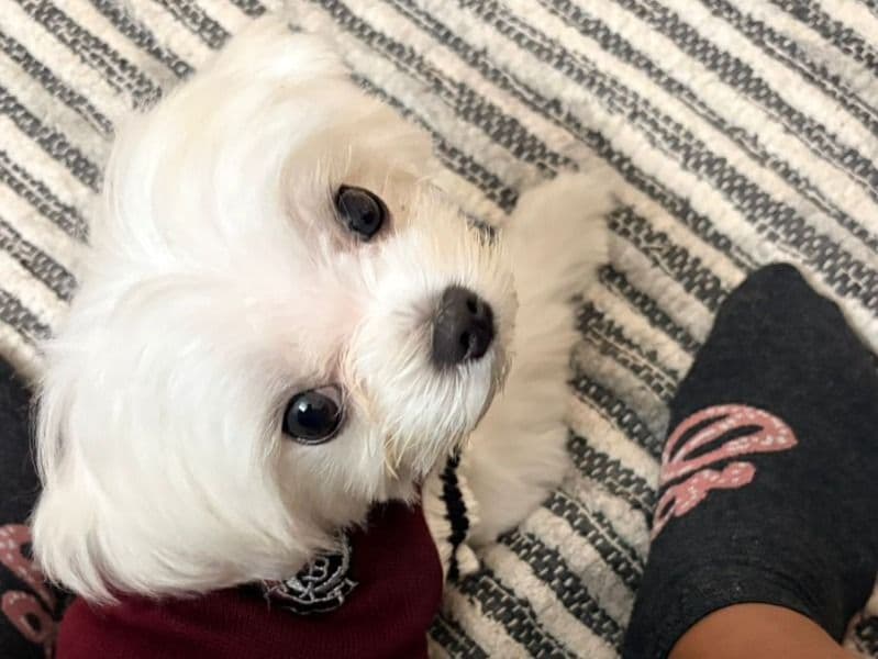 Maltese 1 year 4 months old male small named Whiskey for breeding in Bangalore Division, Karnataka | Petmeetly