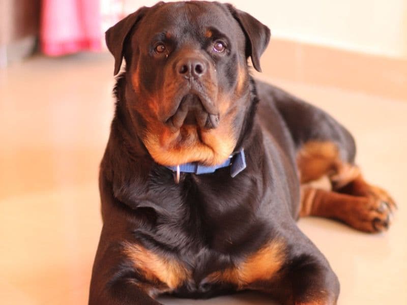 Rottweiler 6 years old male large named Cesar for breeding in Bangalore Division, Karnataka | Petmeetly