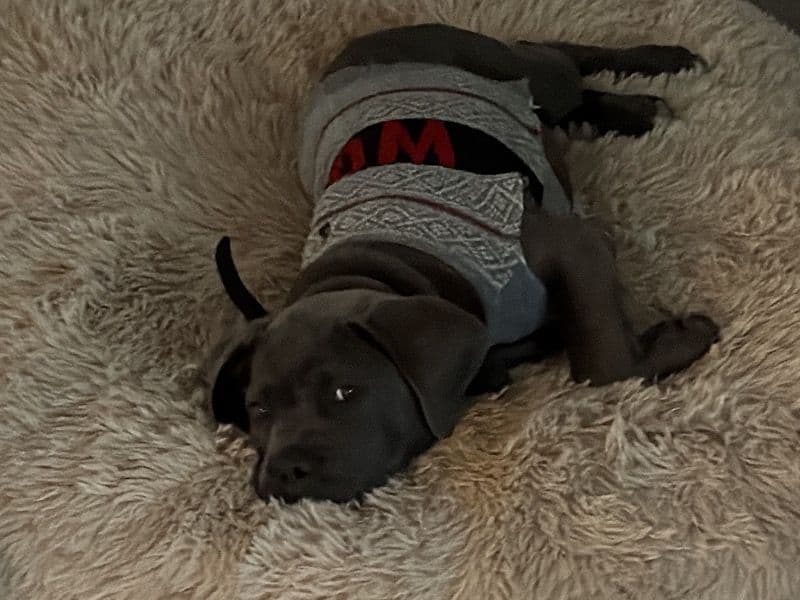 Cane Corso 3 months old female small named Italia for adoption in Henry County, Georgia | Petmeetly