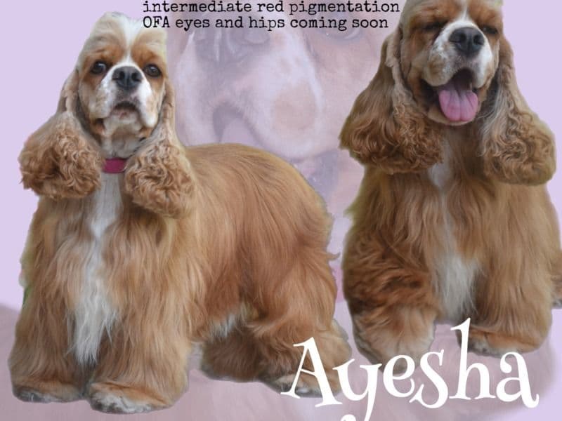 American Cocker Spaniel 2 years old female medium named Ayesha for breeding in Lebanon County, Pennsylvania | Petmeetly