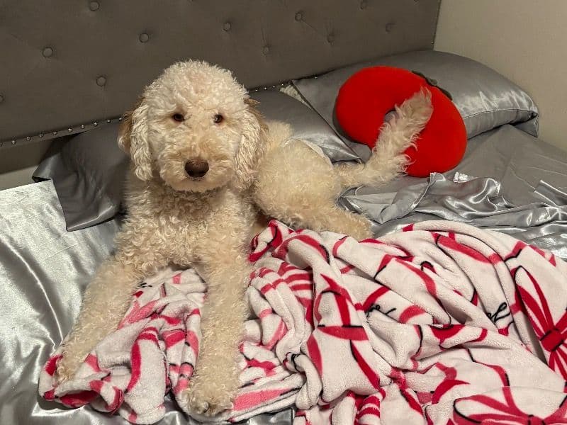 Miniature Poodle 1 year 8 months old female large named Lucy for breeding in Marion County, Oregon | Petmeetly