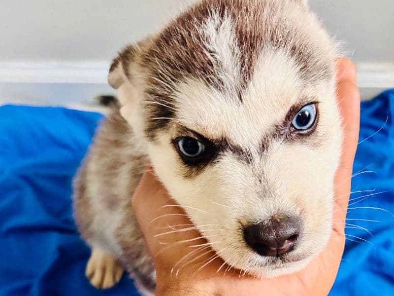 Siberian Husky 2 months old male small named No Name for sale in Mecklenburg County, North Carolina | Petmeetly