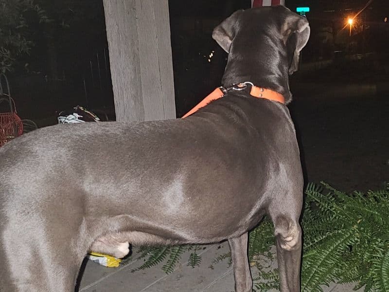 Labradane 5 years old male large named Duke for breeding in Floyd County, Georgia | Petmeetly