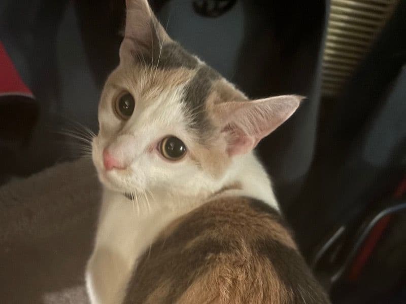 Calico 1 year 8 months old female named Angel for breeding in Delaware County, Pennsylvania | Petmeetly