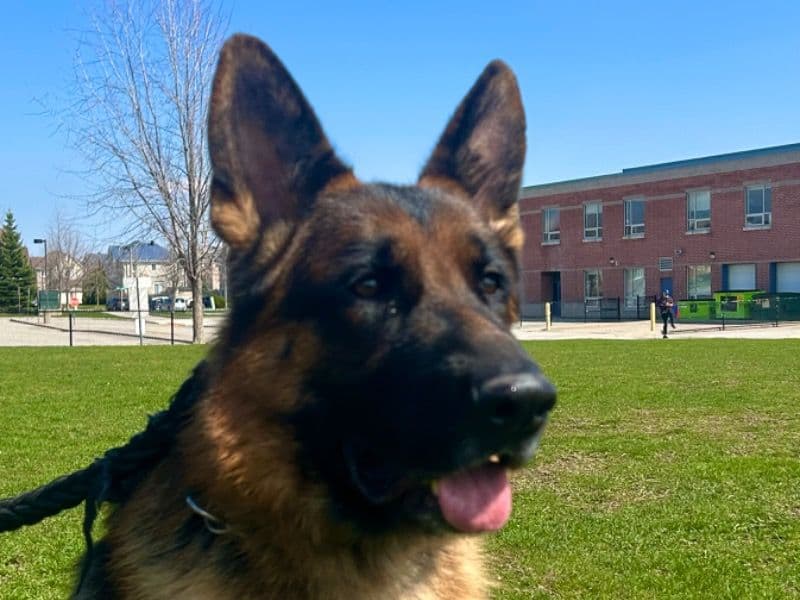 Rambo primary photo