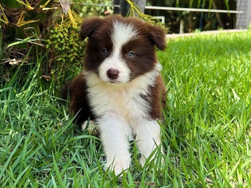 Border Collie 3 months old male medium named Bliss for sale in El Paso County, Colorado | Petmeetly
