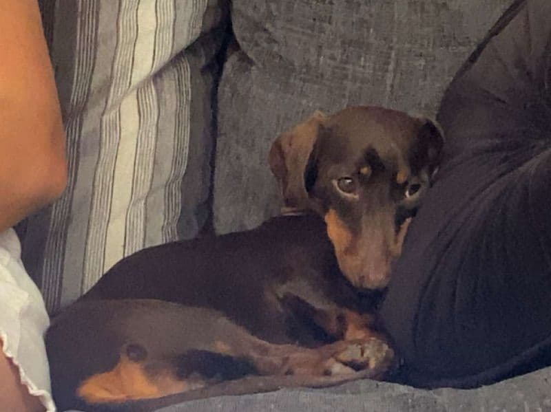 Miniature Dachshund 2 years 4 months old female small named Trixi for breeding in Essex, England | Petmeetly