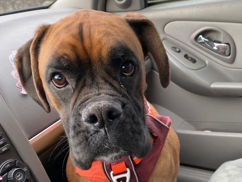 Boxer 5 years 11 months old male large named Brody for adoption in Isabella County, Michigan | Petmeetly