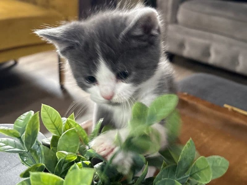 Persian 2025 years 10 months old male named Oreo for sale in Kane County, Illinois | Petmeetly