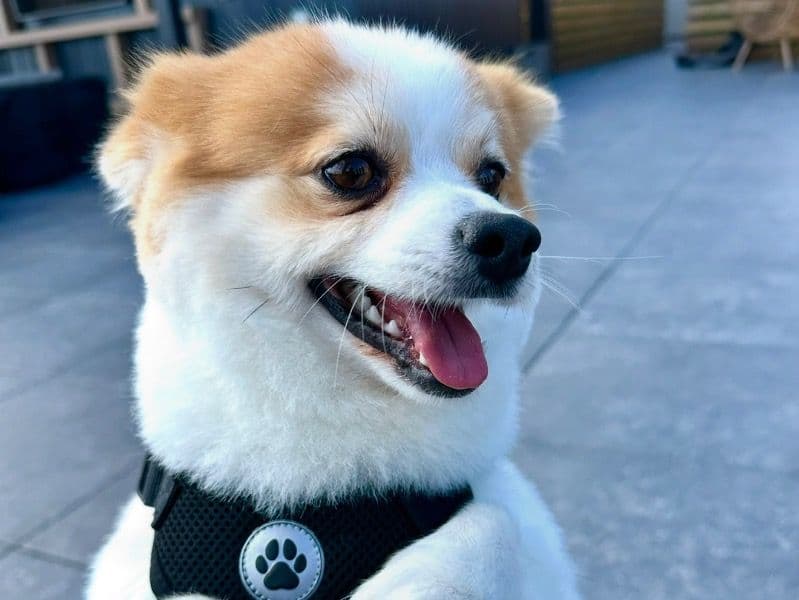 Pomeranian 2 years 6 months old male small named Leo for breeding in Essex County, New Jersey | Petmeetly