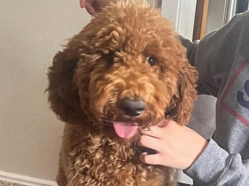 Standard Poodle 3 years 10 months old male large named Archie for breeding in Bonneville County, Idaho | Petmeetly