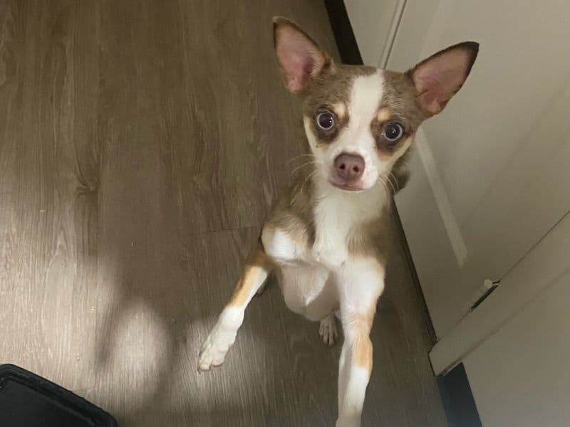 Japanese Chin 1 year 5 months old female small named Venus for sale in Cuyahoga County, Ohio | Petmeetly