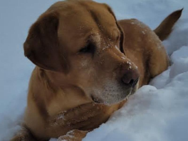 English Labrador Retriever 7 years old male large named Jax for breeding in Regional Municipality of Halton, Ontario | Petmeetly