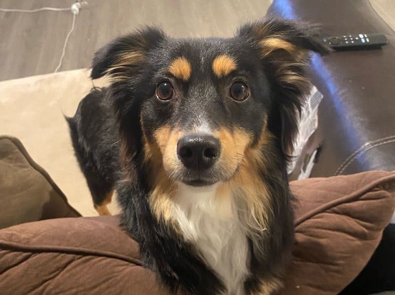 Milo primary photo