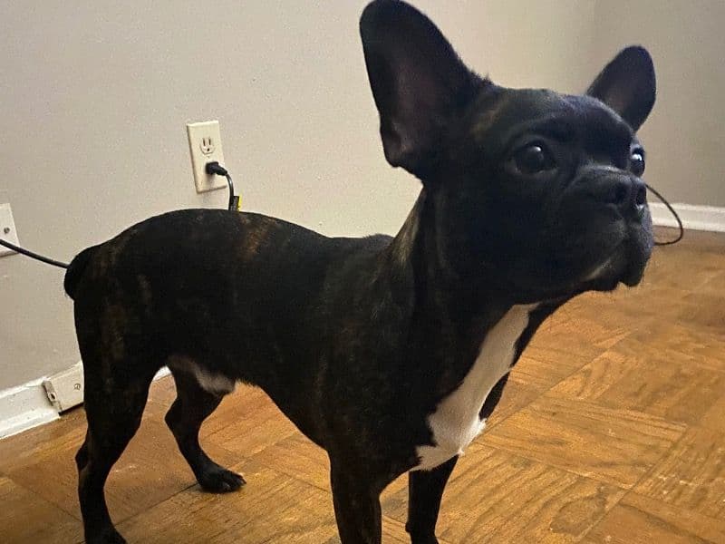 Boston Terrier 3 years old male medium named Bear for breeding in Baltimore, Maryland | Petmeetly