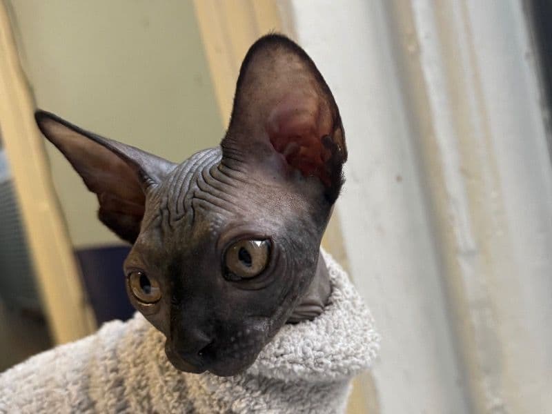 Sphynx 3 months old male named Dio for sale in Kings County, New York | Petmeetly