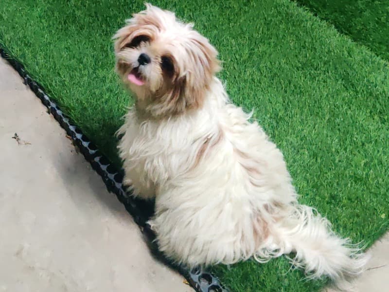 Shih Tzu 3 years 9 months old male small named Mojo for breeding in Pune Division, Maharashtra | Petmeetly