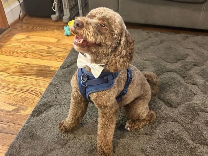 Buddy primary photo
