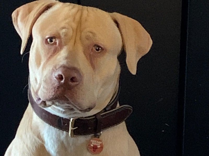 Simba primary photo