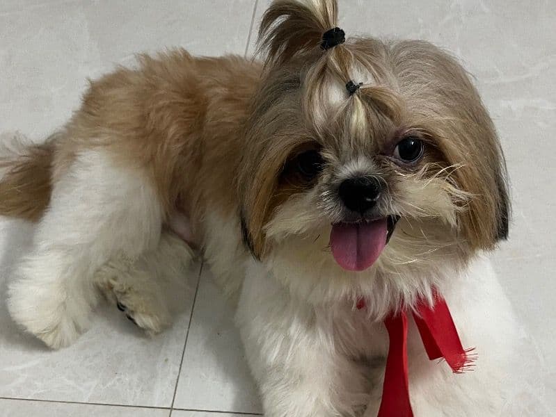Coco primary photo