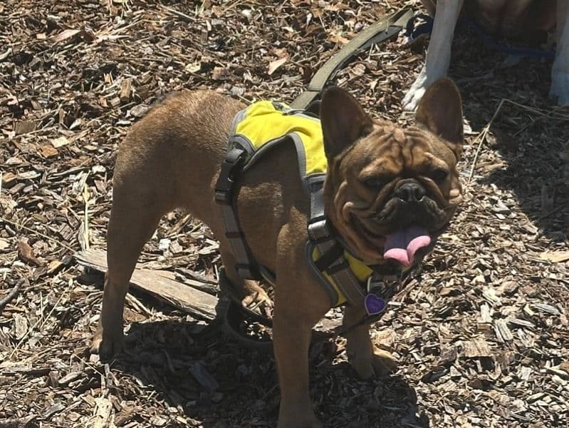 French Bulldog 2 years old female small named Lady Osa for breeding in Alameda County, California | Petmeetly