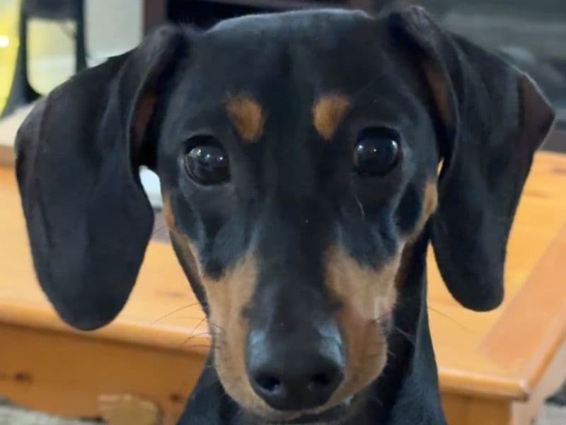 Bruno primary photo