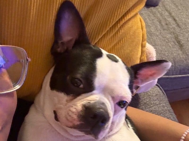 Boston Terrier 2 years 3 months old female medium named Ade for breeding in Snohomish County, Washington | Petmeetly
