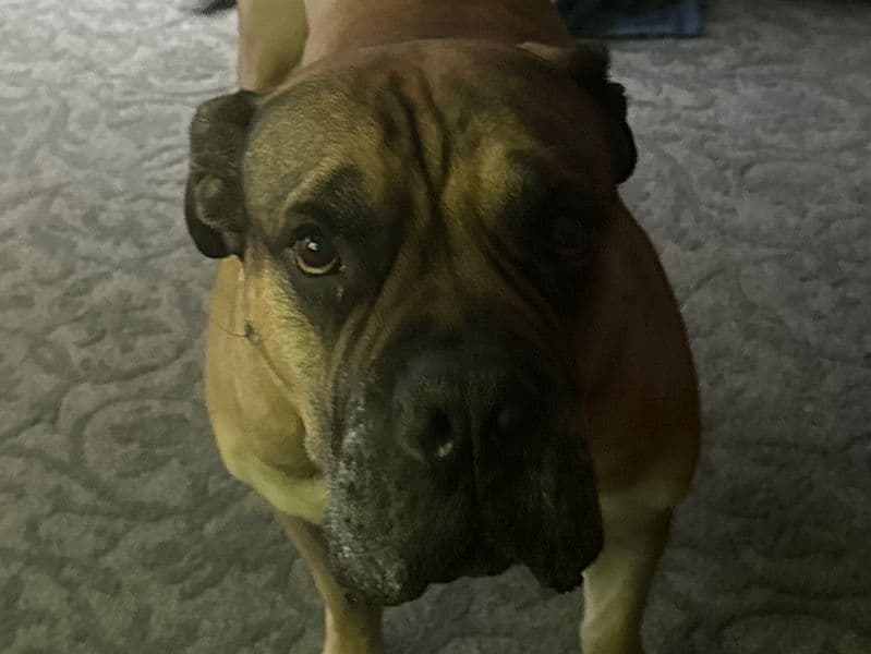 Bullmastiff 9 years 2 months old male large named Mr. Bean for breeding in Winnebago County, Illinois | Petmeetly