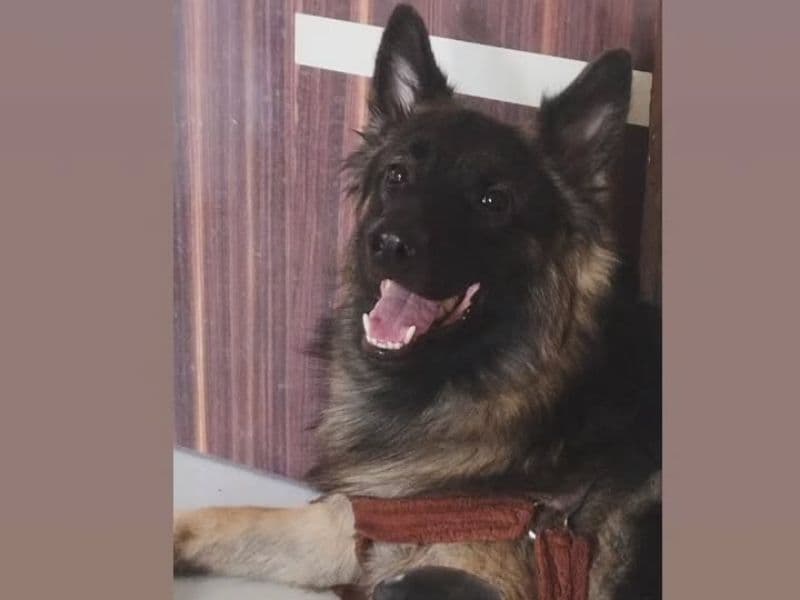 German Shepherd 2 years 2 months old male large named Buddy for breeding in Pune Division, Maharashtra | Petmeetly