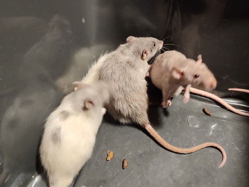 Common Rat 3 months old male named Rats for sale in Lawrence County, Indiana | Petmeetly