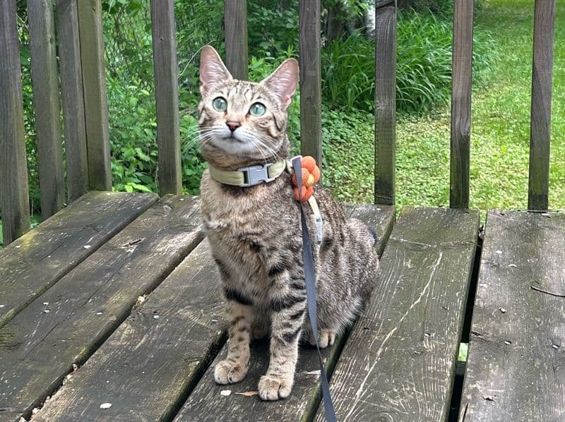 Nala primary photo