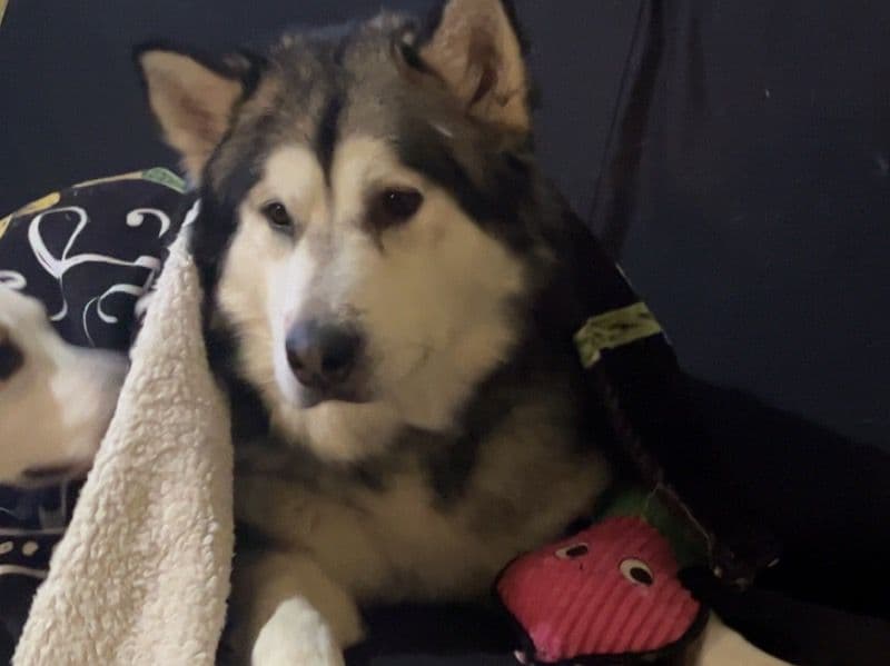 Alaskan Malamute 4 years 4 months old male extra large named Zeke for sale in Livingston County, New York | Petmeetly