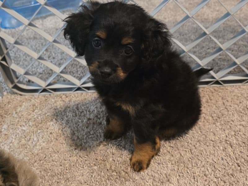 Cockapoo 1 month old male small named Coco for sale in Seminole County, Florida | Petmeetly