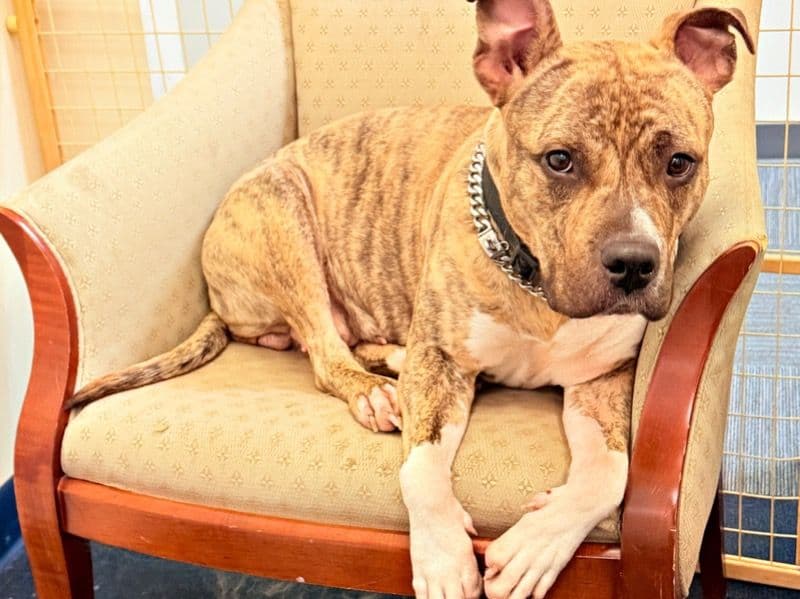 American Bully 3 years old female medium named Cocoa Shanel for sale in Prince William County, Virginia | Petmeetly