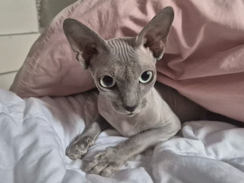 Sphynx 1 year 9 months old female named Savanna for breeding in East Dunbartonshire Council, Scotland | Petmeetly