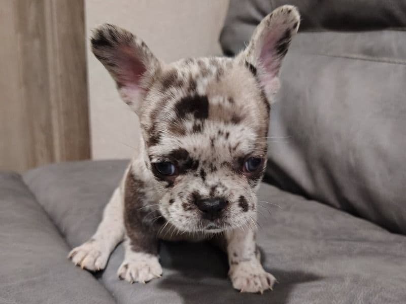 French Bulldog 5 months old male small named Little Feet for sale in Palm Beach County, Florida | Petmeetly