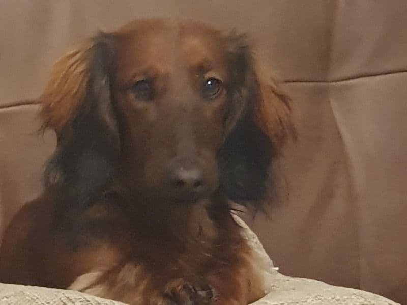 Merlin primary photo