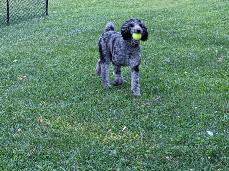 Charlie primary photo