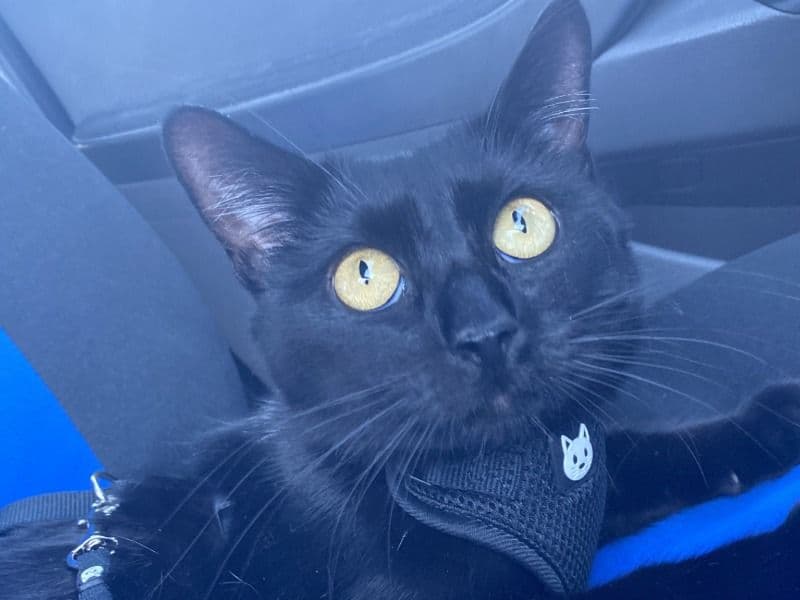 Tortoiseshell cat 2 years old female named Midnight for breeding in Kent County, Rhode Island | Petmeetly