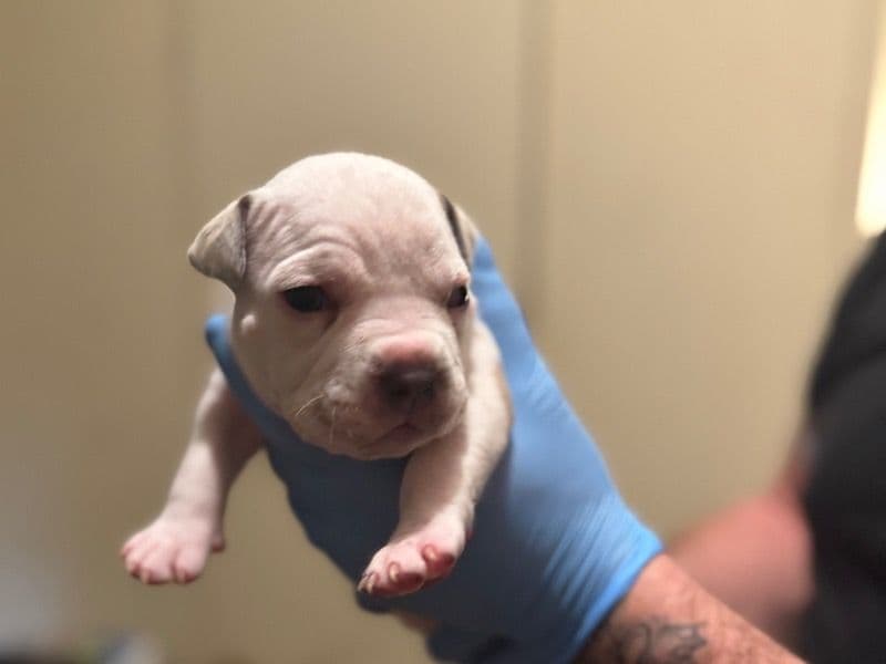 American Bully Less than 1 month old male large named Turbo for sale in Davidson County, North Carolina | Petmeetly