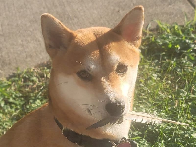 Shiba Inu 4 years 2 months old female medium named Sheba for breeding in Monroe County, Pennsylvania | Petmeetly