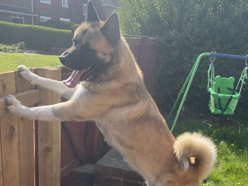 American Akita 4 years 8 months old male large named Hachi for breeding in Middlesbrough, England | Petmeetly