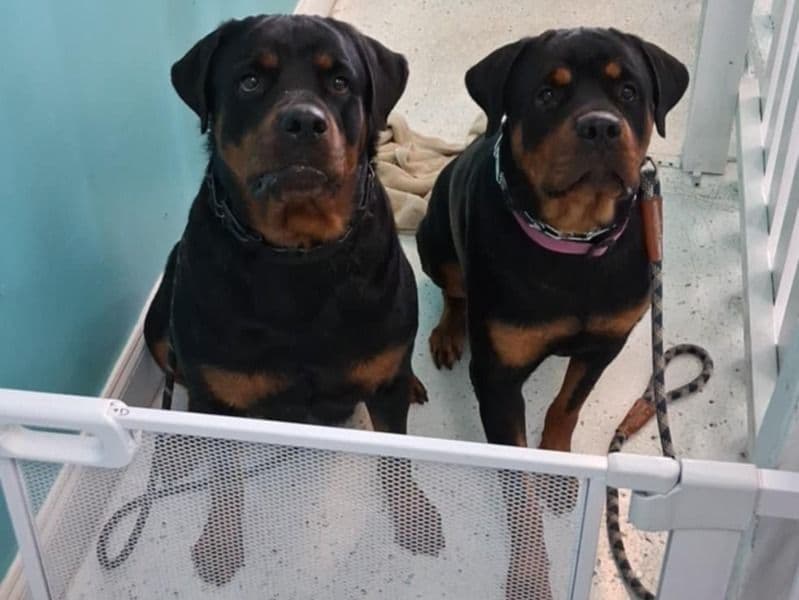 Rottweiler 4 years 6 months old female large named Diamond for breeding in Palm Beach County, Florida | Petmeetly
