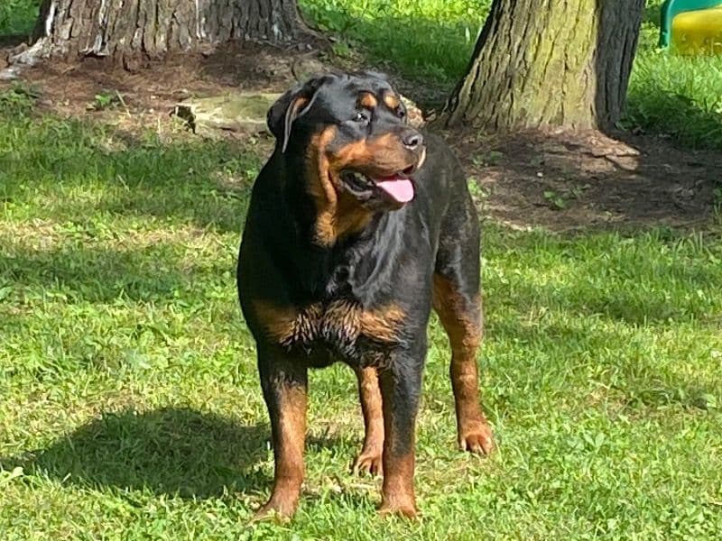 Rottweiler 1 year 11 months old female large named Sasha for breeding in Cherry Tree, Pennsylvania | Petmeetly